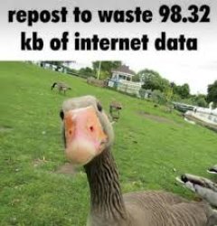 Repost to waste 98.32 kb of internet data Meme Template