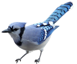 BLUE JAY Meme Template