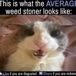 This is what the average weed stoner looks like Meme Template