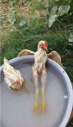 Chicken hot tub Meme Template