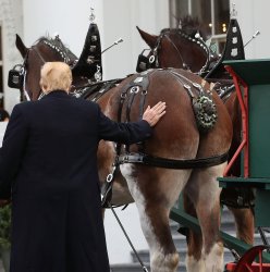horses ass Meme Template