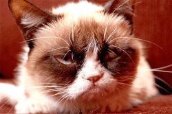 Grumpy cat diapprove unhappy angry face Meme Template