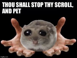 Thou shall stop thy scoll and pet this hamster Meme Template