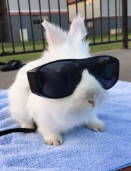 Bunny with Sunglasses Meme Template