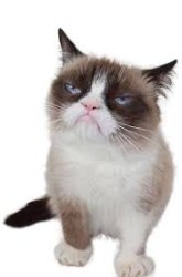 Grumpy cat looking up full body Meme Template