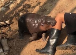 Moo Deng Meme Template