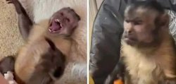 Monkey laugh monkey angry Meme Template