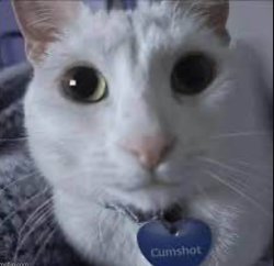 cumshot the cat Meme Template