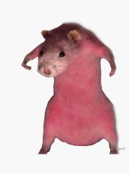 Pink rat meme Meme Template