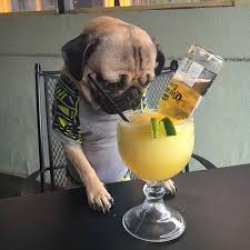 Dog drowning his sorrows in tequila Meme Template