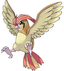 Pidgeotto Meme Template