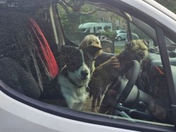 Dogs in car Meme Template