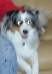 Pippin trippin Meme Template