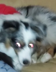 Pippin trippin 2 Meme Template