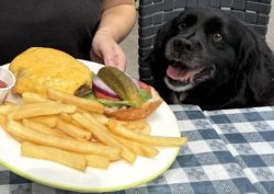 Burger and fries for the dog Meme Template