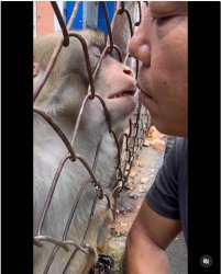 kissing monkey Meme Template