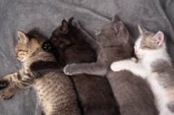 cats sleeping Meme Template