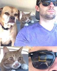 Shocked Cat with chilled Dog and Driver Meme Template