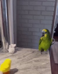 The Angry Parrot Meme Template