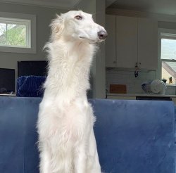 Eris the Borzoi Meme Template