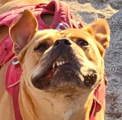 smiledog Meme Template