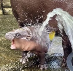 Moo Deng Hosing Meme Template