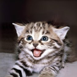 lolcat Meme Template