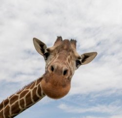 Front Facing Giraffe Meme Template