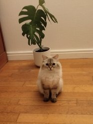 Vanille présentation Meme Template