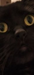 Evil cat Meme Template