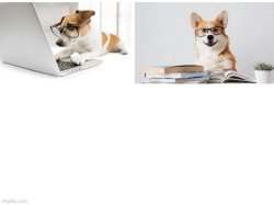 Dog looking at computer Meme Template