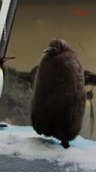 Pesto the Penguin Meme Template