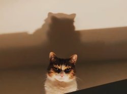 Staring Cat Meme Template