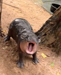 HIPAA THE HIPPO VIOLATES HIPPA Meme Template