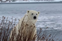 Polar bear Meme Template