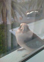 Bird Meme Template