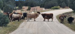 Cows blocking the road Meme Template