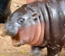 moo deng splash Meme Template