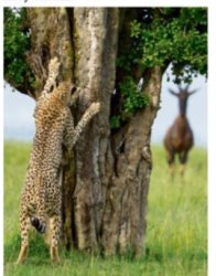 Leopard hiding Meme Template