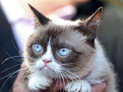 Grumpy cat looking up Meme Template