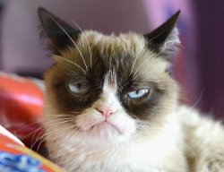 Grumpy cat angry face Meme Template