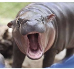 Moo Deng Meme Template