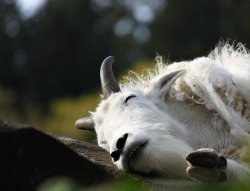 Funny goat Meme Template