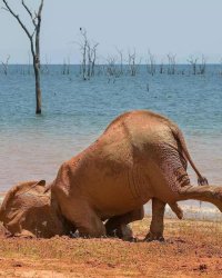 Elephant nose down incident stumbling hitting face Meme Template