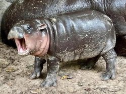 Moo Deng Meme Template