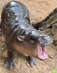 Shocked Baby Hippo Meme Template