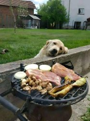 Dog and Barbecue Meme Template