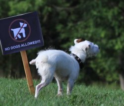 Dog peeing on sign Meme Template