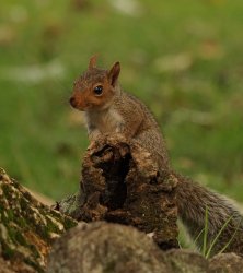 Podium Squirrel Meme Template