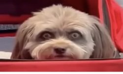 What! Meme Template